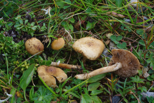Agrocybe_260718_01.JPG