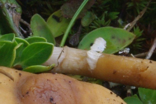 Agrocybe_260718_01_Ring.JPG