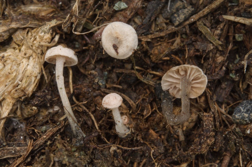 ag_Marasmiellus tricolor.jpg