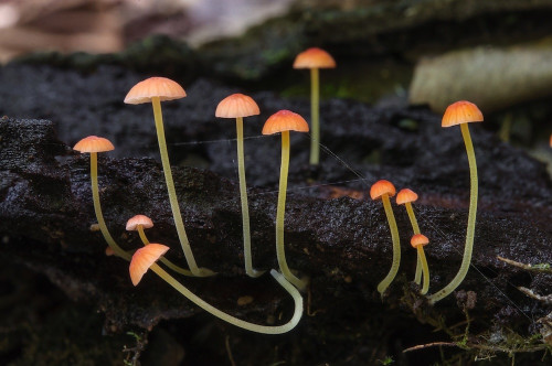 ag_Mycena acicula.jpg