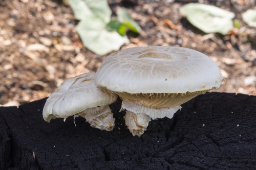 ag_Neolentinus lepideus.jpg