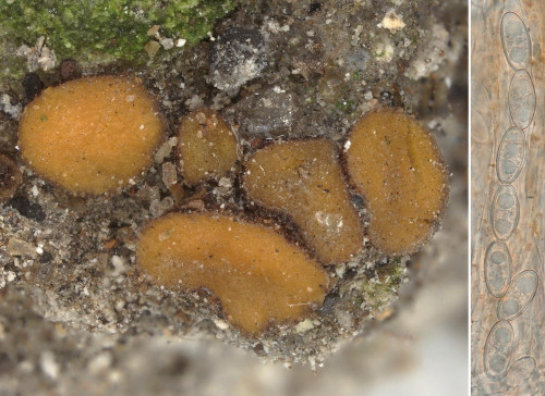 as_Anthracobia melaloma.jpg