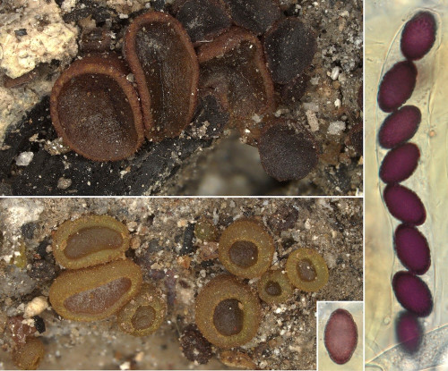as_Ascobolus carbonarius.jpg