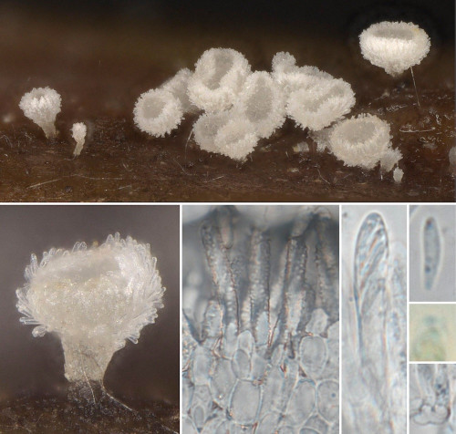 as_Cistella acuum.jpg