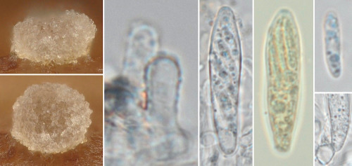 as_Cistella subfugiens nom. prov.jpg