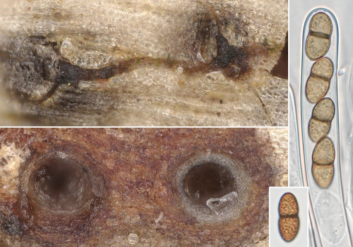 as_Didymosphaeria oblitescens.jpg