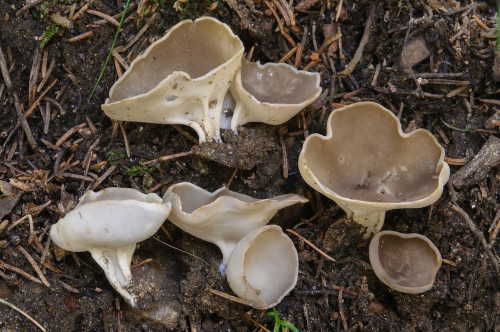 as_Helvella oblongispora.jpg