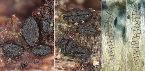 as_Hysteropatella elliptica.jpg