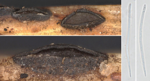 as_Lophodermium petiolicola.jpg