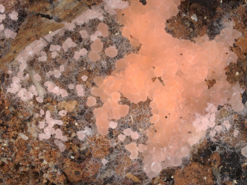as_Pyronema domesticum.jpg
