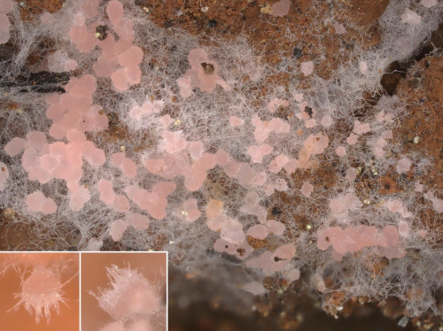 as_Pyronema domesticum1.jpg