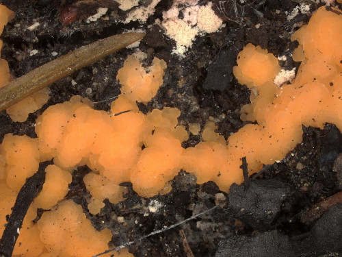as_Pyronema omphalodes.jpg
