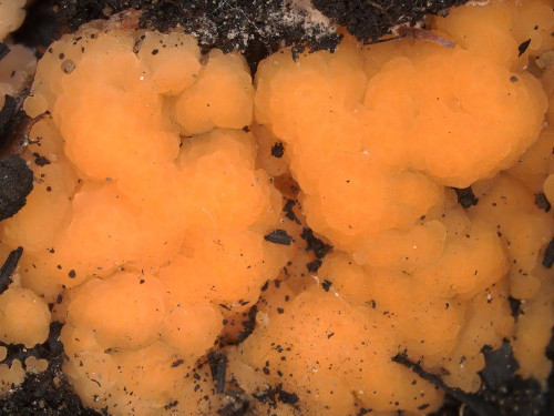 as_Pyronema omphalodes1.jpg