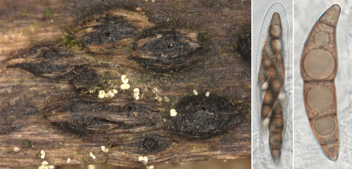 as_Trematosphaeria hydrela.jpg
