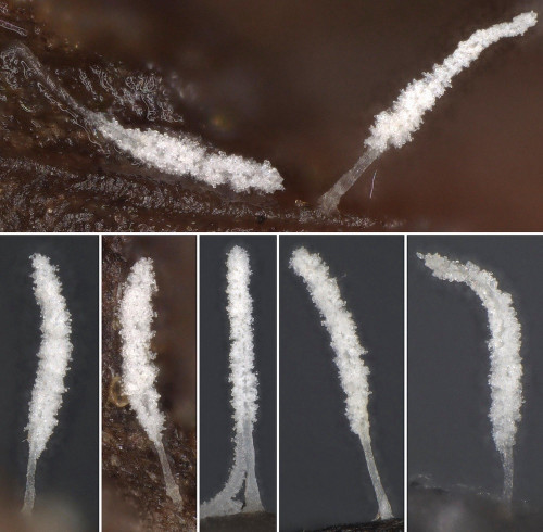 co_Ceratellopsis aculeata.jpg