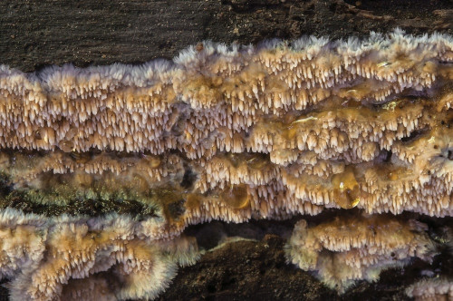 co_Phlebia nothofagi.jpg