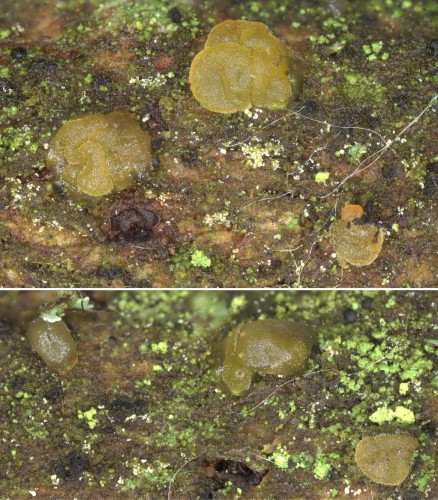 het_Dendrodacrys paraphysatum.jpg
