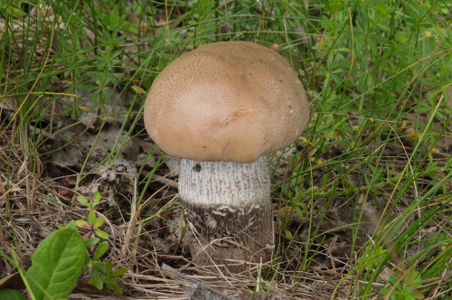 rö_Leccinum duriusculum.jpg