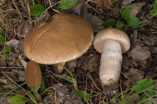 rö_Leccinum duriusculum1.jpg