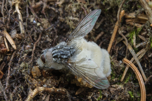 so_Erynia dipterigena agg.jpg