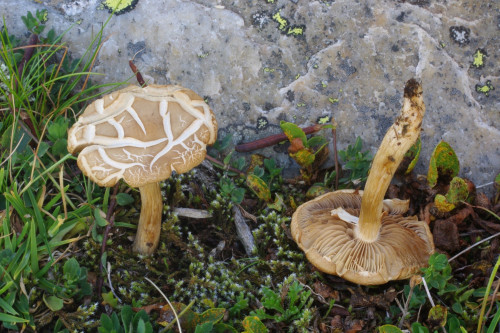 Agrocybe_260819_17_.JPG