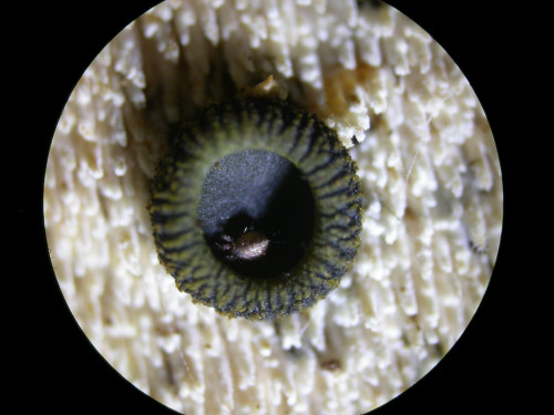 Catinella_olivacea_10720100114_2019-10-02_Fischer_07.JPG