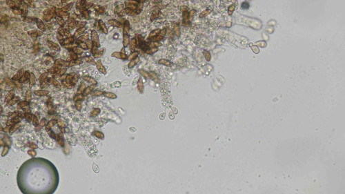 coniophora fusispora.jpg
