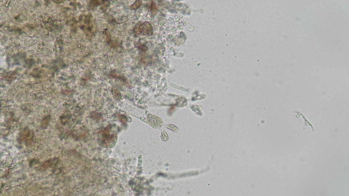 coniophora fusispora1.jpg