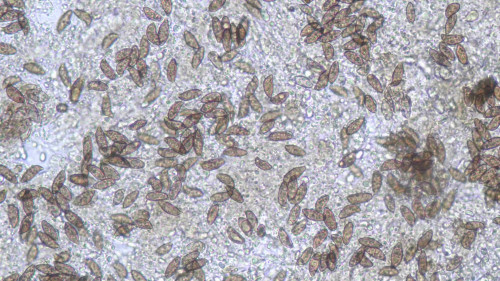 coniophora fusispora2.jpg
