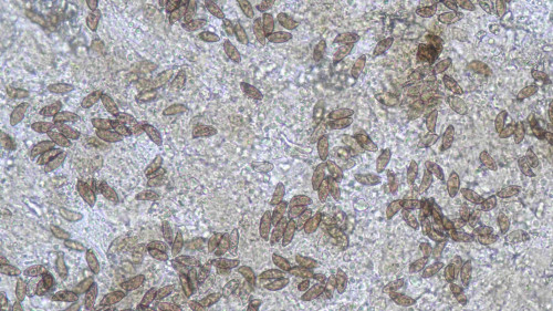 coniophora fusispora3.jpg