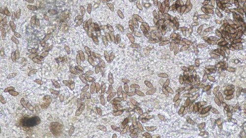 coniophora fusispora4.jpg