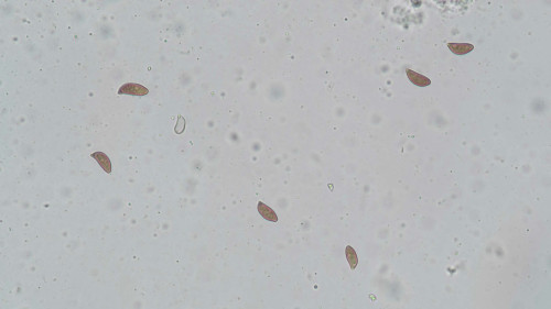 coniophora fusispora5.jpg