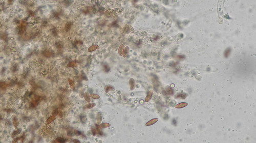 coniophora fusispora6.jpg