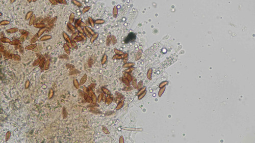 coniophora fusispora10.jpg