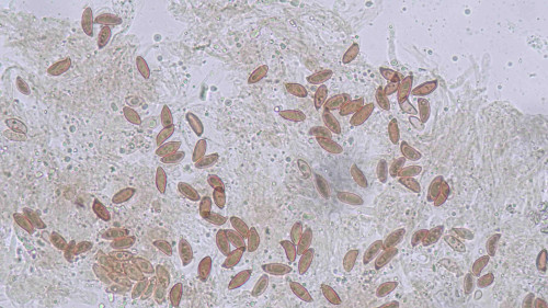 coniophora fusispora11.jpg