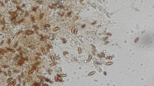 coniophora fusispora7.jpg
