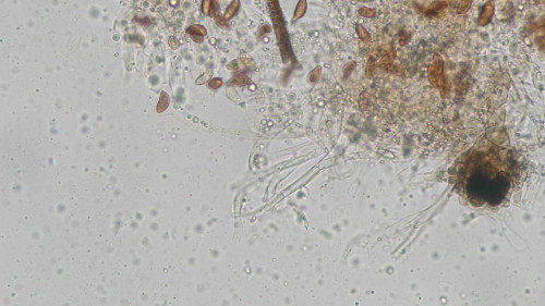 coniophora fusispora8.jpg