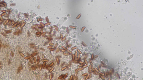 coniophora fusispora9.jpg