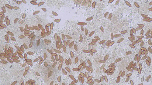 coniophora fusispora12.jpg
