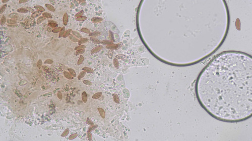 coniophora fusispora13.jpg