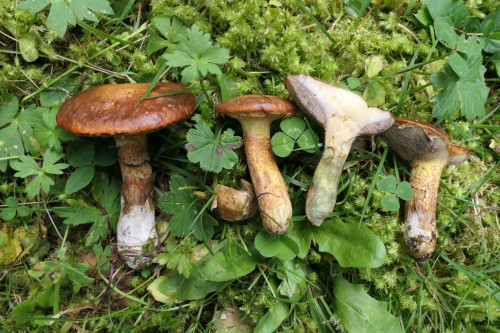 P1017130.JPG