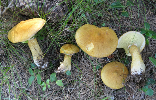 P1017105.JPG