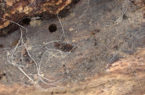 co_Amyloxenasma grisellum_Hedera_helix.jpg