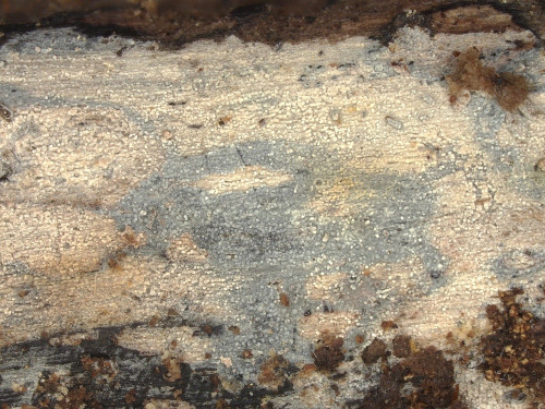 co_Brevicellicium olivascens_Hedera_helix.jpg