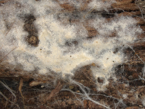 co_Candelabrochaete septocystidia_Tilia.jpg