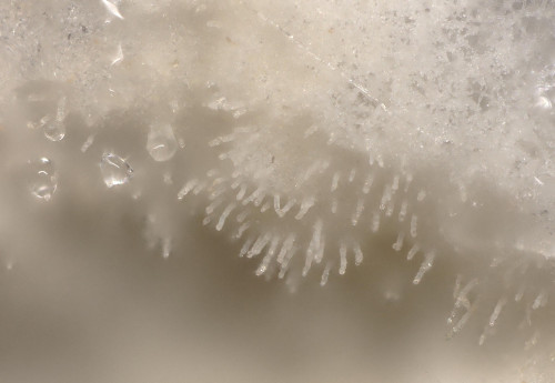 co_Candelabrochaete septocystidia1.jpg