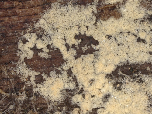 co_Cristinia helvetica_Tilia.jpg