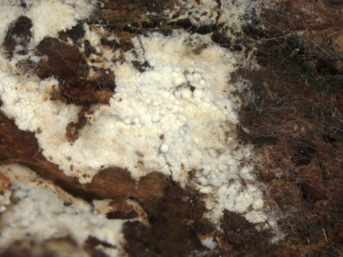 co_Cyanobasidium chordulatum1_Laubholz.jpg