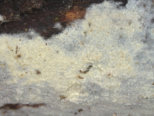 co_Hyphoderma_transiens_Betula_pendula.jpg