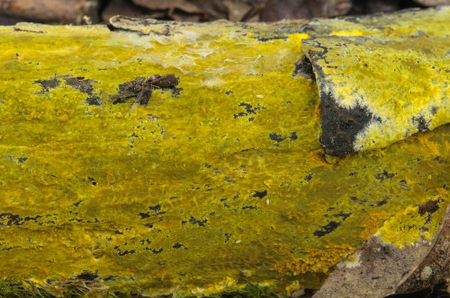 co_Phlebiodontia subochracea.jpg